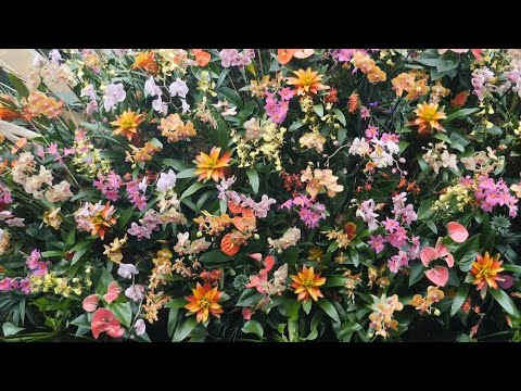 Costa Rica comes to Kew for the annual orchid festival | AFP